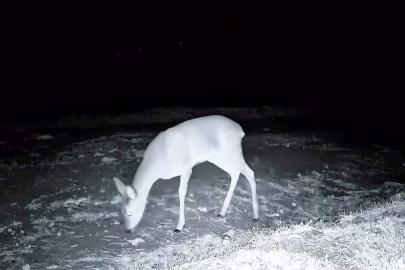 Ganos Dağı'nda fotokapanla kurt, karaca ve porsuk görüntülendi
