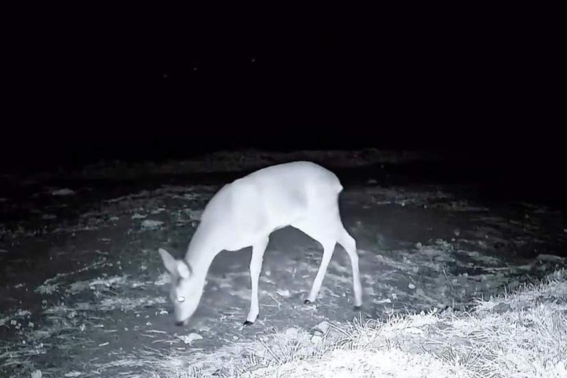 Ganos Dağı'nda fotokapanla kurt, karaca ve porsuk görüntülendi