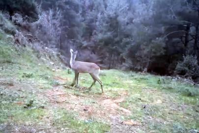 Ganos Dağı'nda karaca ve domuz sürüsü görüntülendi
