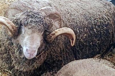 Malkara’da koç güzellik yarışmasının kazanını ‘Şakir’ oldu