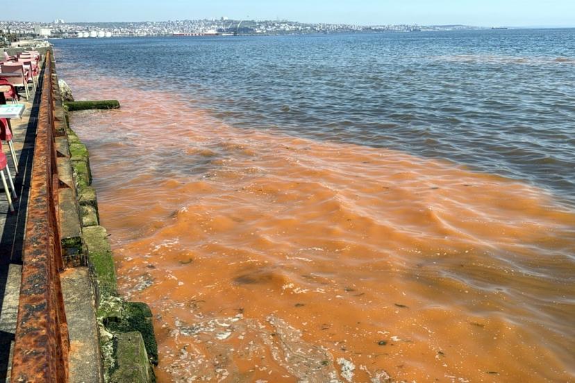 Tekirdağ sahilinde alg patlaması nedeniyle deniz turuncu renge büründü