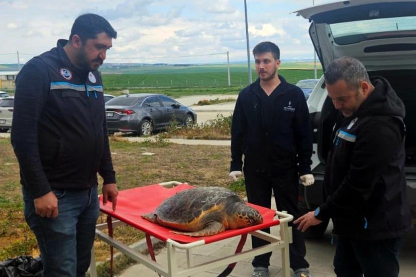 Tekirdağ'da balıkçıların ağına ölü caretta takıldı