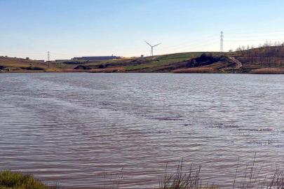 Tekirdağ'da gölette toplu balık ölümlerine inceleme