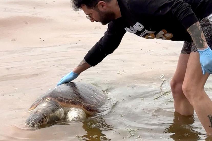 Tekirdağ'da ölü caretta caretta kıyıya vurdu