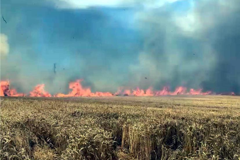 Tekirdağ'da 100 dekar buğday tarlası yandı