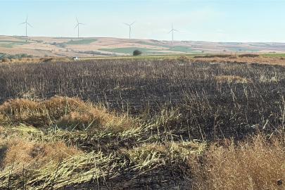 Tekirdağ'da 60 dönüm buğday ve kanola ekili alan yangında zarar gördü
