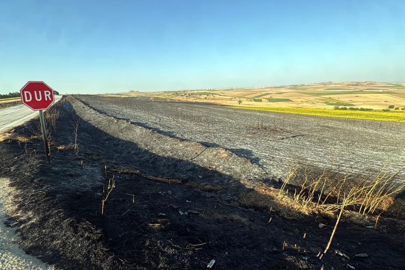 Tekirdağ'da yangında 350 dönüm buğday ekili alan zarar gördü