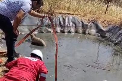 Gölette mahsur kalan 4 köpeği vatandaşlar kurtardı