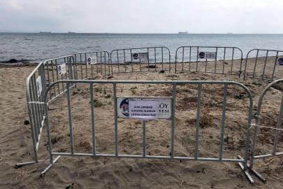 Şarköy sahilinde tespit edilen kum zambakları korumaya alındı