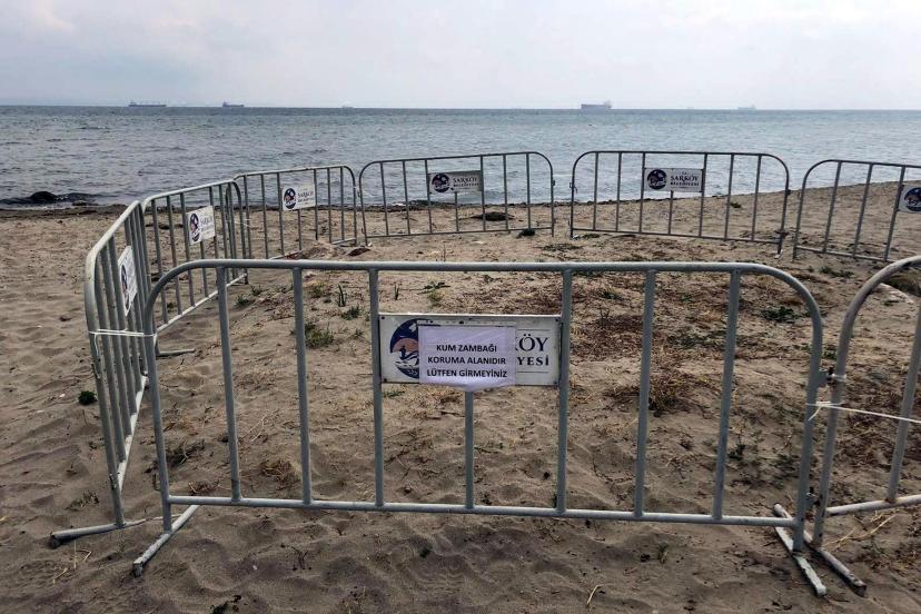 Şarköy sahilinde tespit edilen kum zambakları korumaya alındı