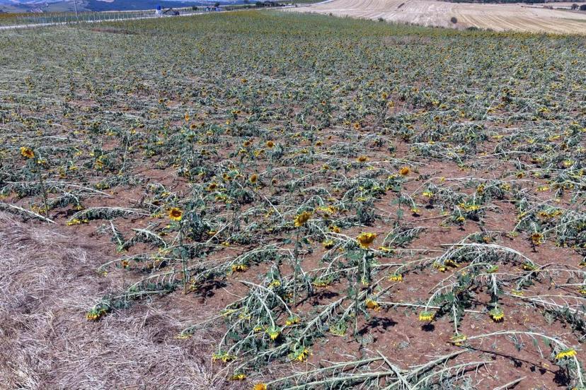 Tekirdağ'da dolu yağışı nedeniyle 35 bin dekar ekili alan zarar gördü, hasar tespiti başladı