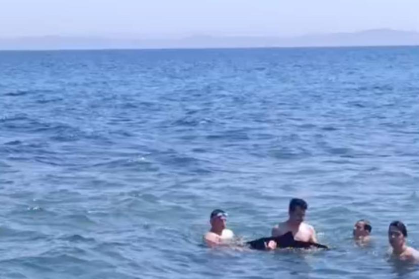 Tekirdağ'da yavru yunus yüzenlerin yanına geldi