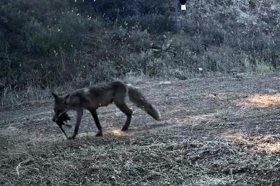 Ganos Dağı'nda yaban hayatı fotokapana yansıdı