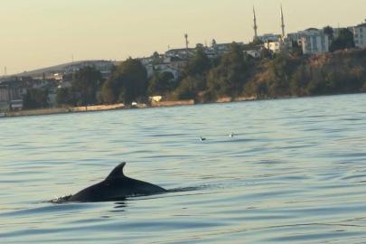 Tekirdağ açıklarında yunuslar tekneye eşlik etti