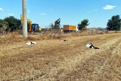 Tekirdağ’da 30 leylek akıma kapılarak öldü