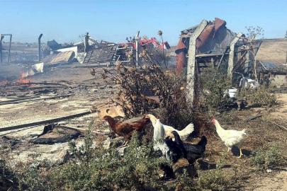 Tekirdağ'da anız yangını; 4 çiftlik evi yandı
