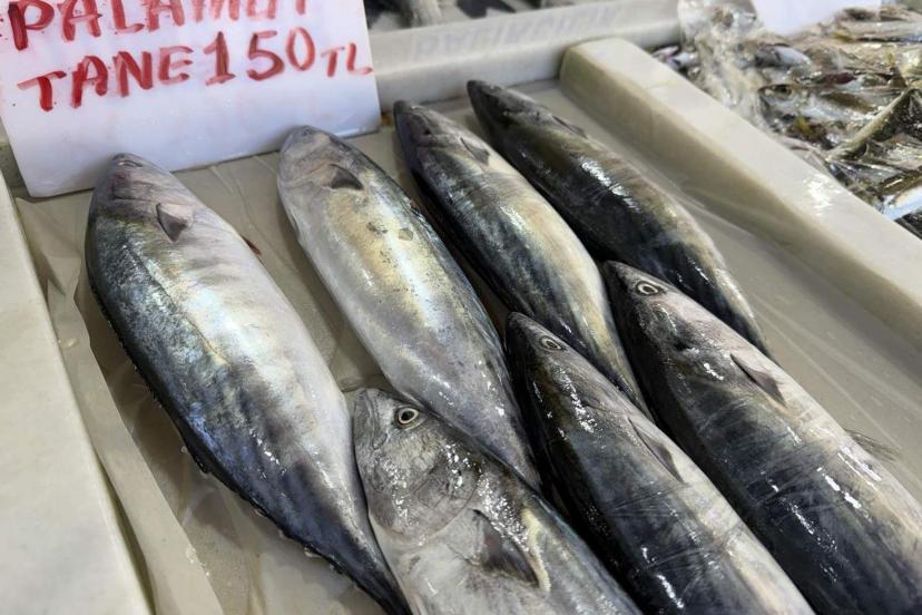 Tekirdağ'da palamut bereketi